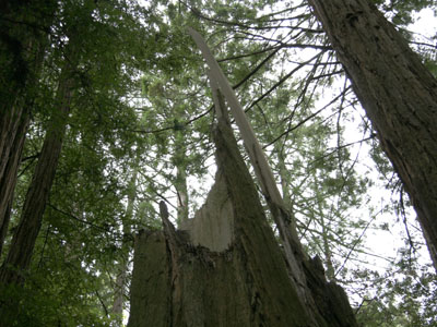 Muir Woods Broken Tree