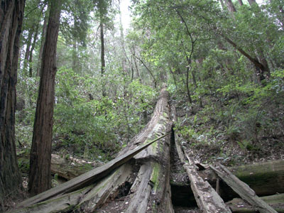 Muir Woods Fallen Tree