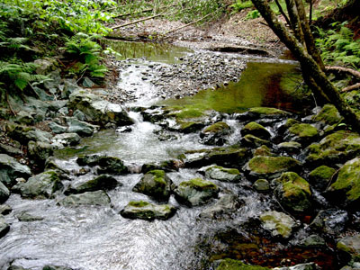 Muir Woods Stream