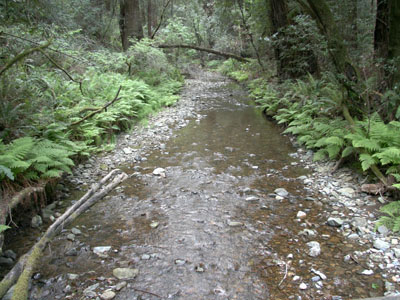 Muir Woods Stream 2