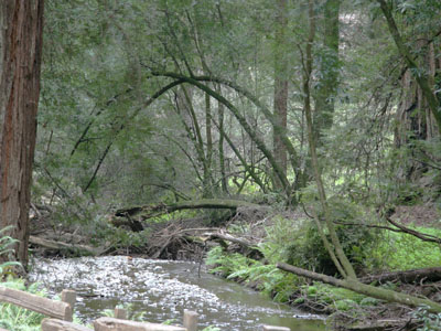 Muir Woods Stream Gate