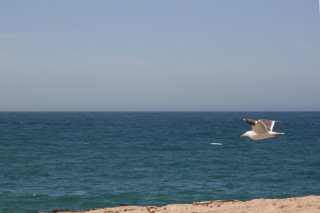 Monastery Beach Seagull