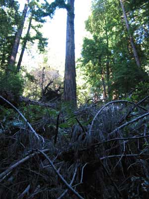 Muir Woods Brush and Tree