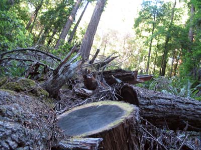 Muir Woods Damage
